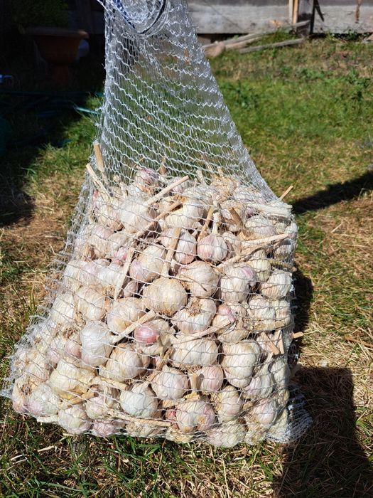 Czosnek wiosenny Jary