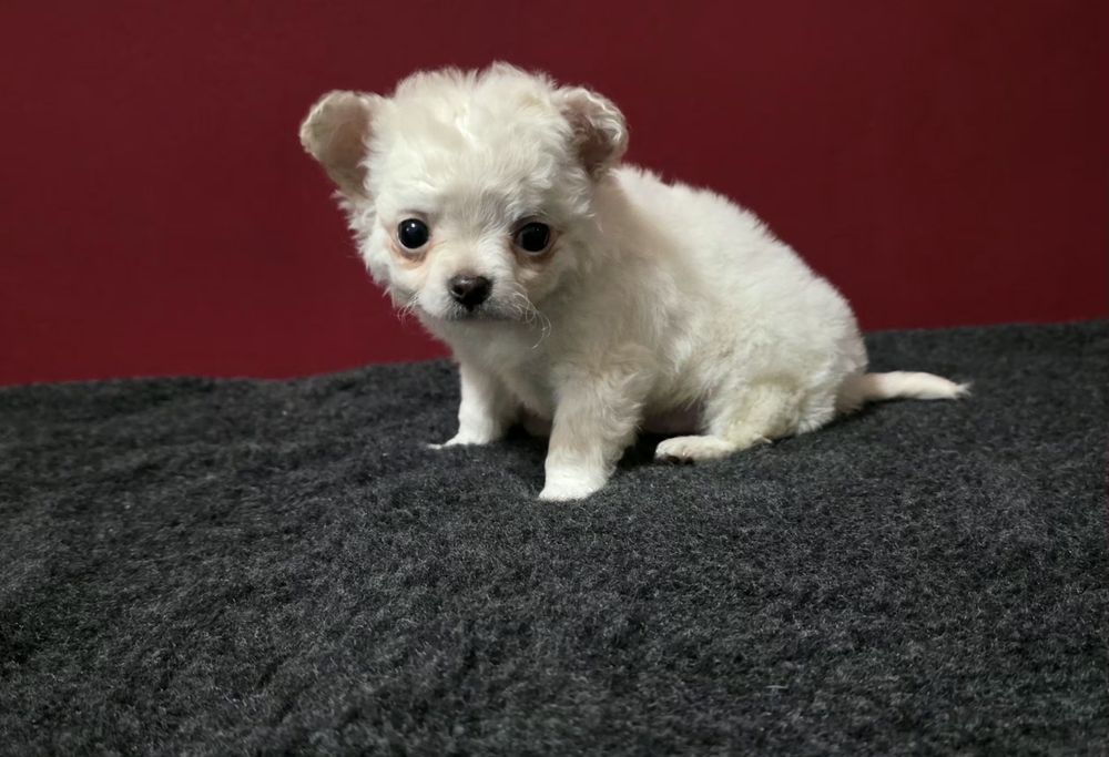 Chihuahua de pelo comprido