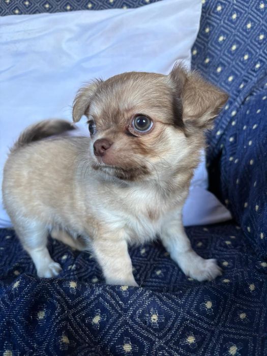 Chihuahua de pêlo longo