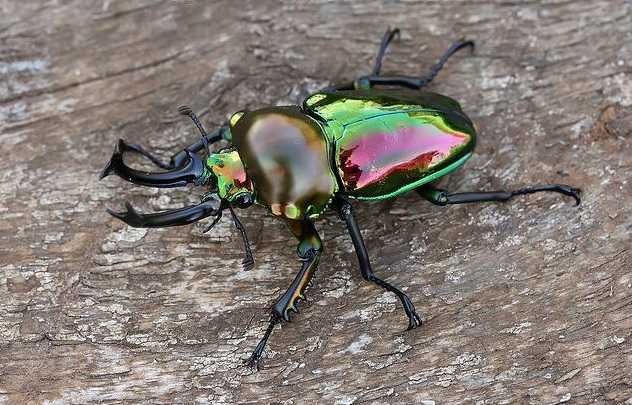 Phalacrognathus muelleri - Tęczowy chrząszcz jelonek