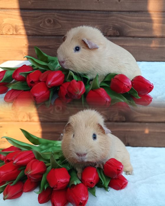 Świnka US Teddy i gładkowłose