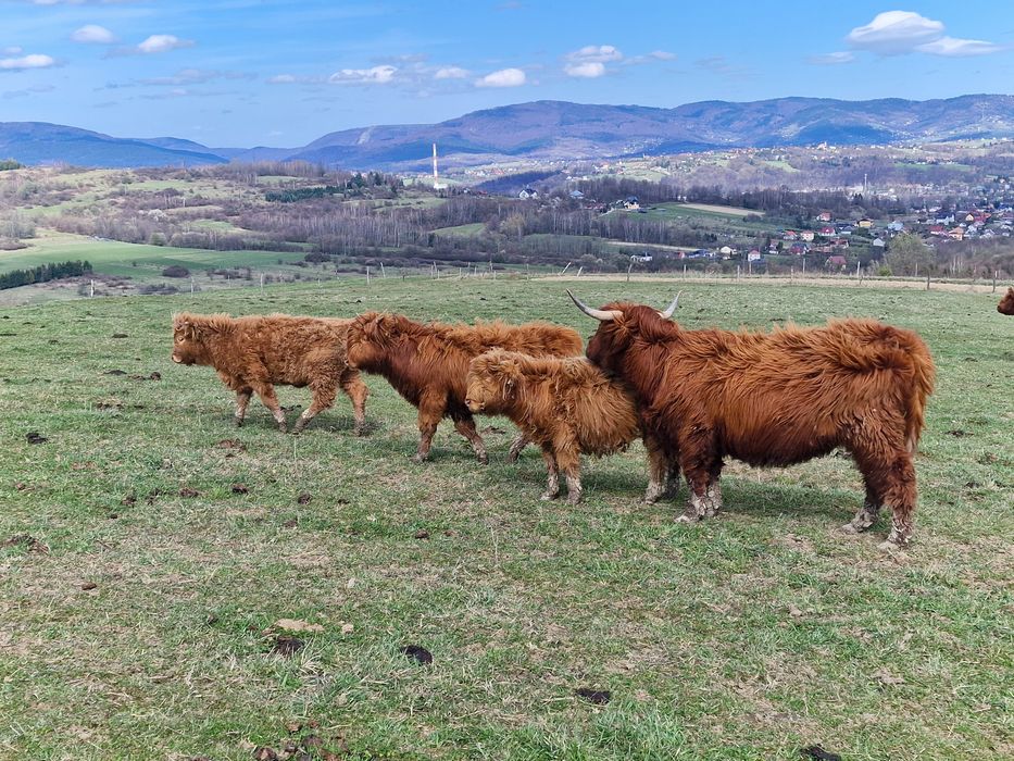 Bydlo Highland Cattle.
100% rasy.
Zadbane, dostojne