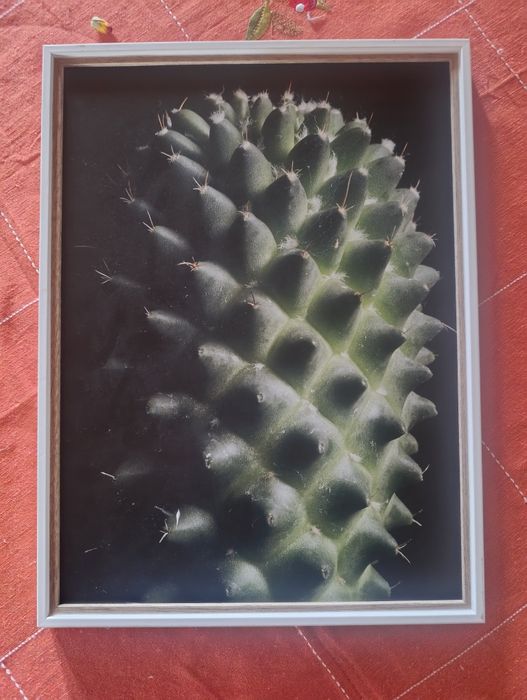 Moldura com cacto do Leroy Merlin