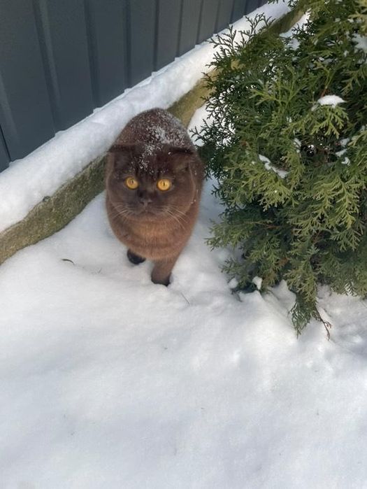Шикарний котик британець( цинамон) чекає наречену( в'язка)