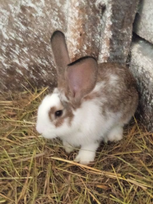 Sprzedam 18 sztuk pięknych króli