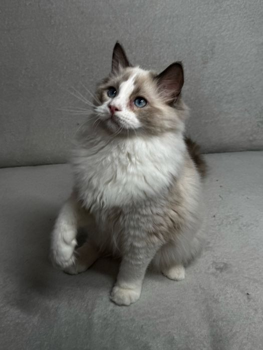 FPL Kocur Ragdoll blue bicolour