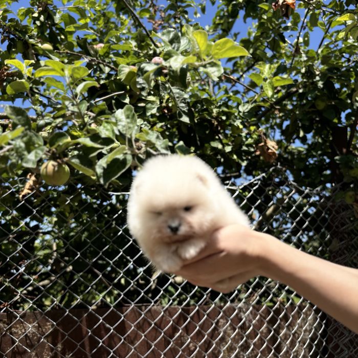 шикарна дівчинка шоу классу