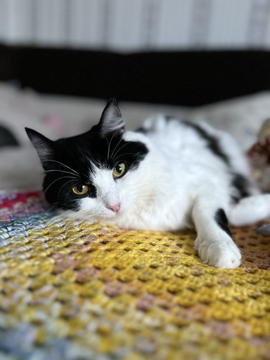 Кішка гарна ніжна стерилізована