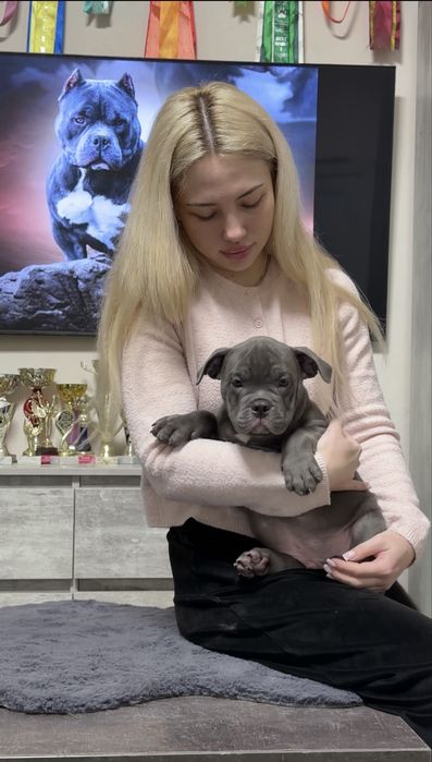 Американский Булли  покет хлопчик
