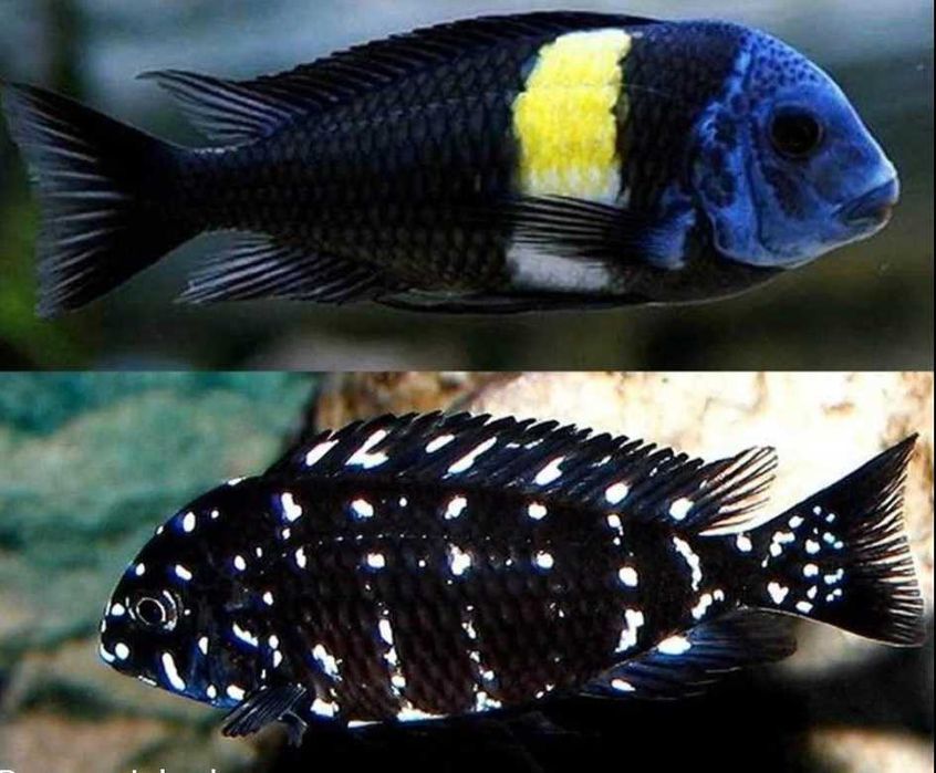 Tropheus Dubois Rybki Ryby