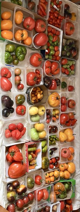 Zestaw dla Pani Celiny nasiona pomidorów kolekcjonerskie