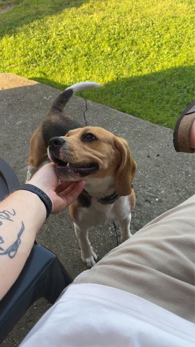 Oddam Beagle w dobre ręce