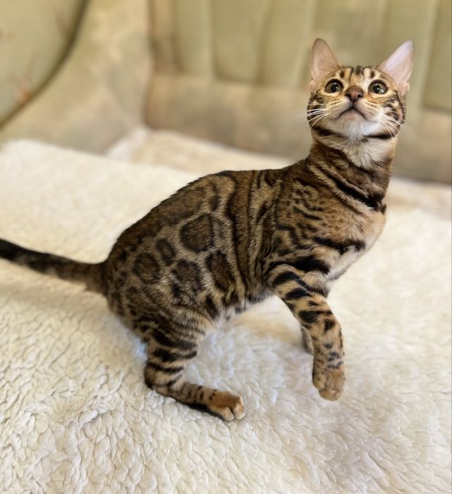 Бенгальська кішечка,2 роки