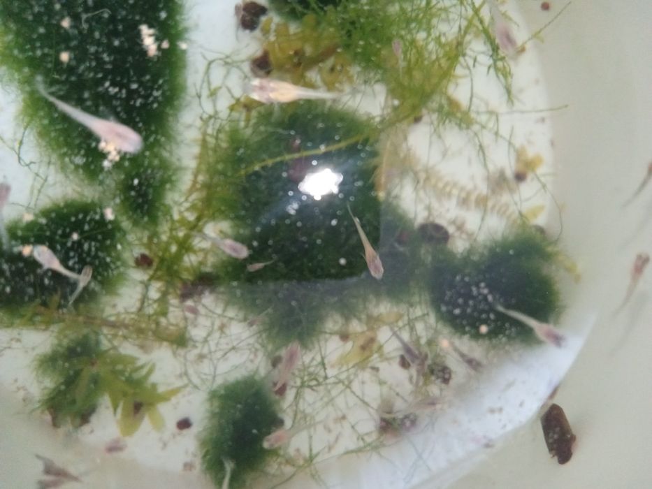 Narybek gupika 1-2 cm