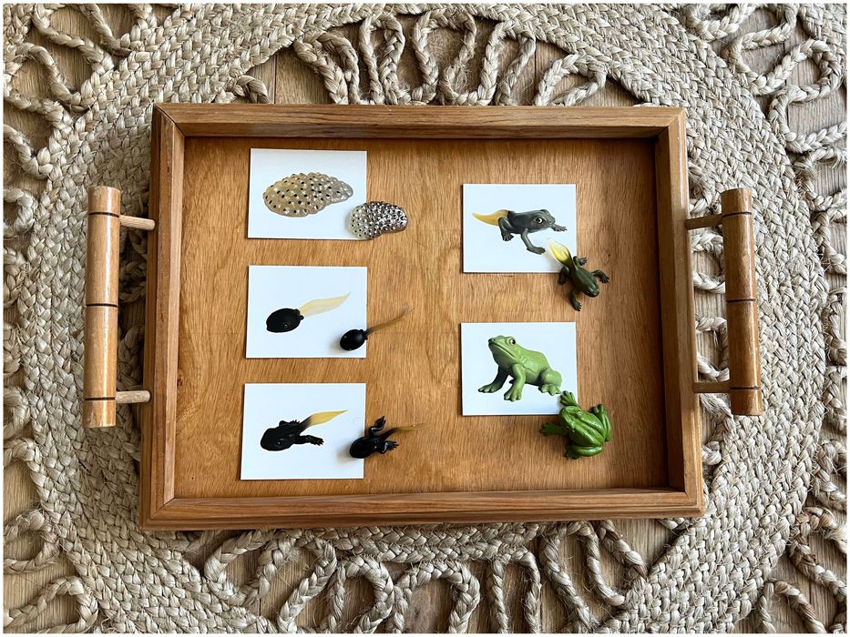 Ciclo de Vida - Sapo - Montessori