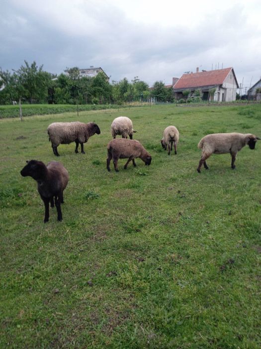 Вівці Суффолк молодняк