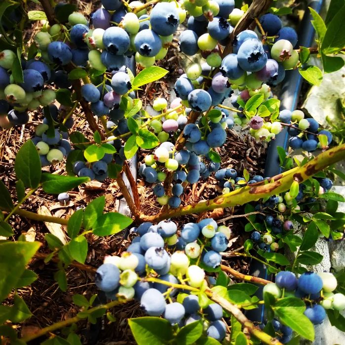 Хурма Ківі Черешня Персик Яблуня Груша Абрикоса Магнолія Рододендрон