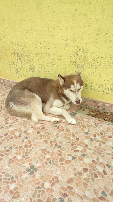 Husky Siberiano com 4 anos