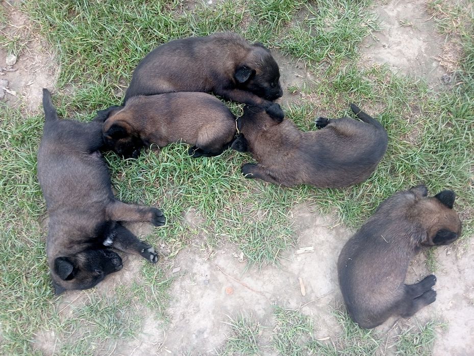 Owczarek belgijski malinois