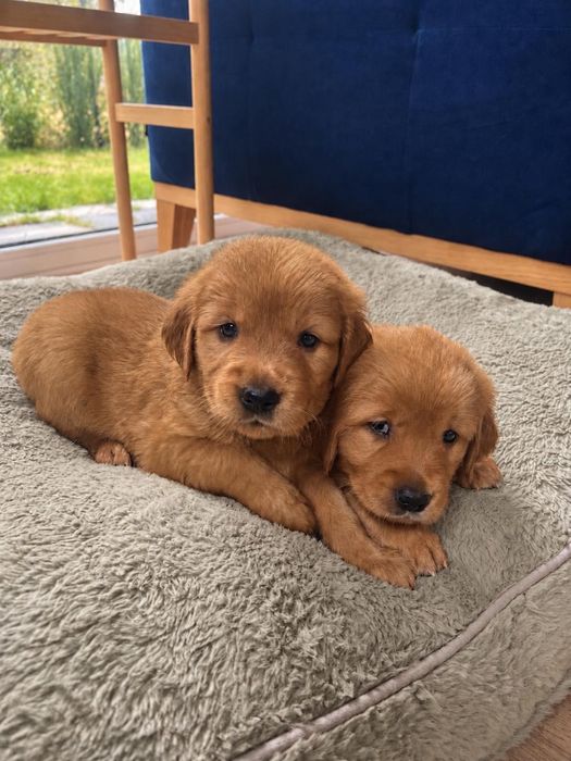 Suczka Golden Retriever - linia amerykańska