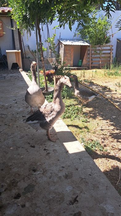 Casal de Gansos.