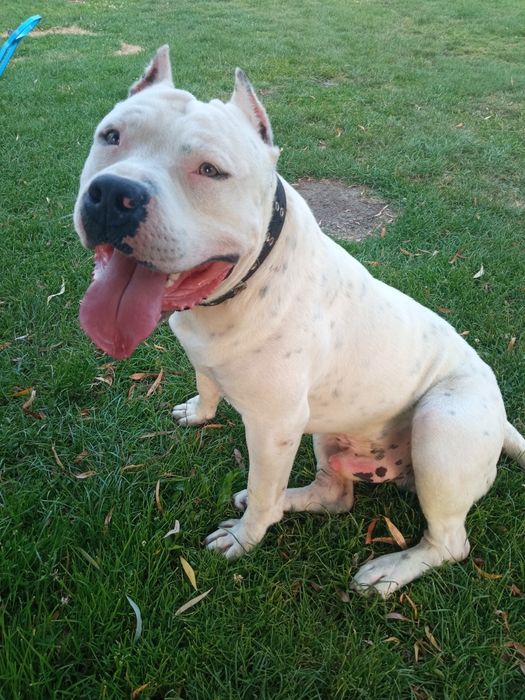 Amstaff american staffordishe terier suczka
