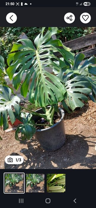 Planta Costela de Adão de folha gigante, esta planta  dá frutos maravi
