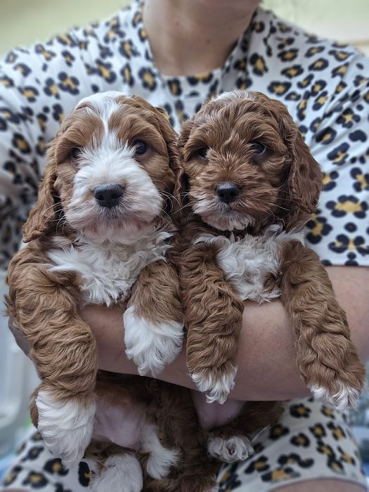Cockapoo / Perfect