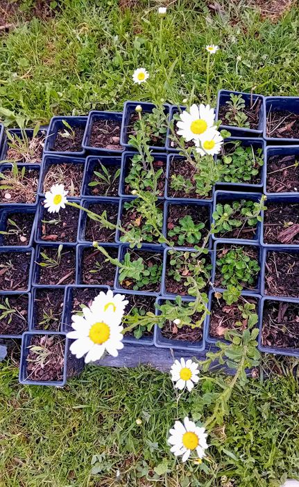 Margarida lote de 12 plantas em vaso