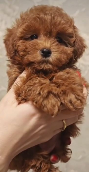 Малиш.той пудель . гарненький