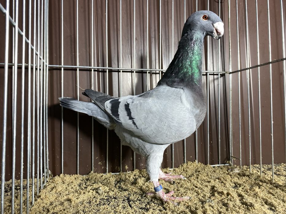 Niemiecki wystawowy samiec niebieski