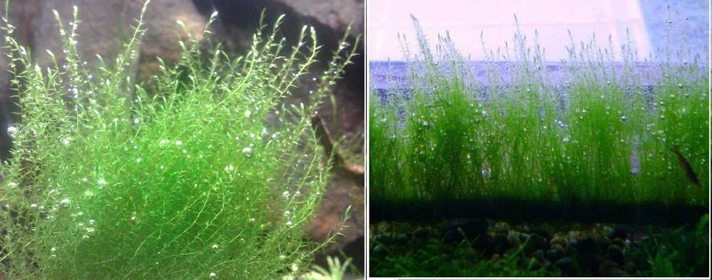 Растения аквариумные