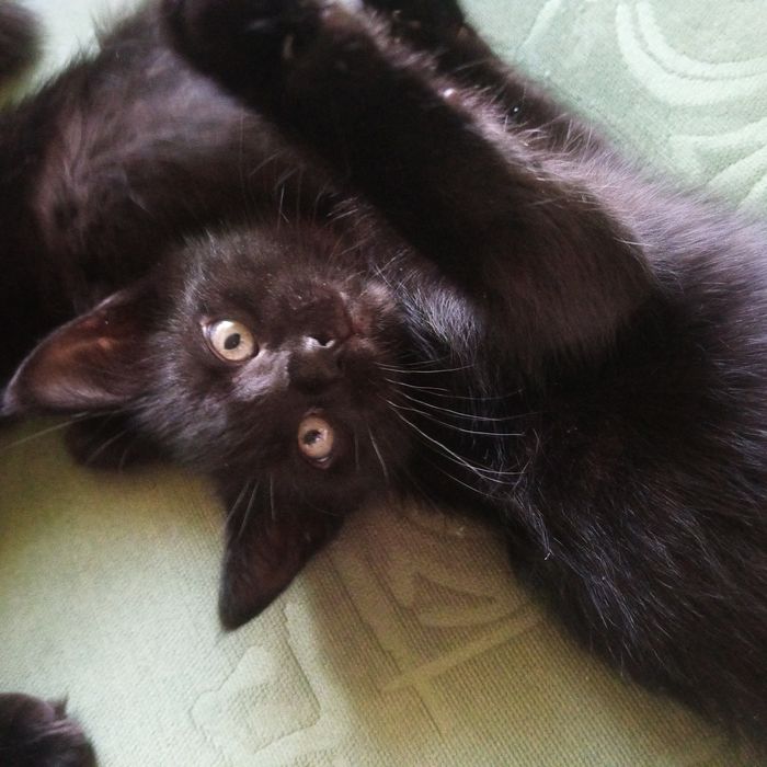 Кошенята шукають родину.