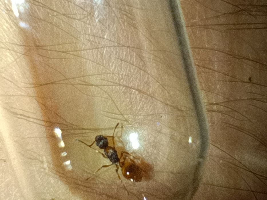 Муравьи Myrmica sp