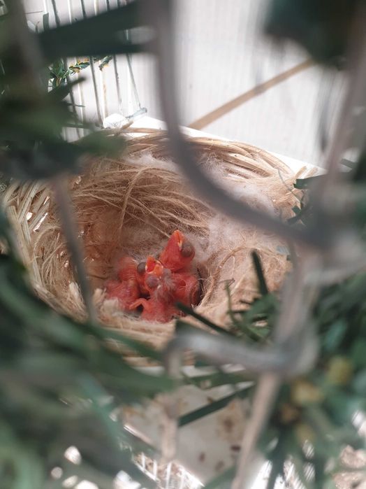 Cardinalitos da Venezuela e Magellanicas