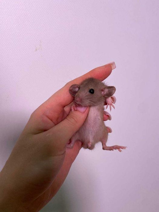 пацючок, пацюк рекс, пацюк хаскі дамбо та багато інших