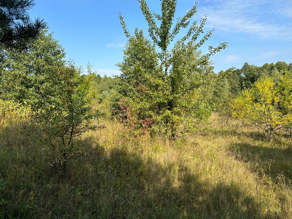 Продаю 5 га під будівництво біля лісу. Місце для усамітнення.