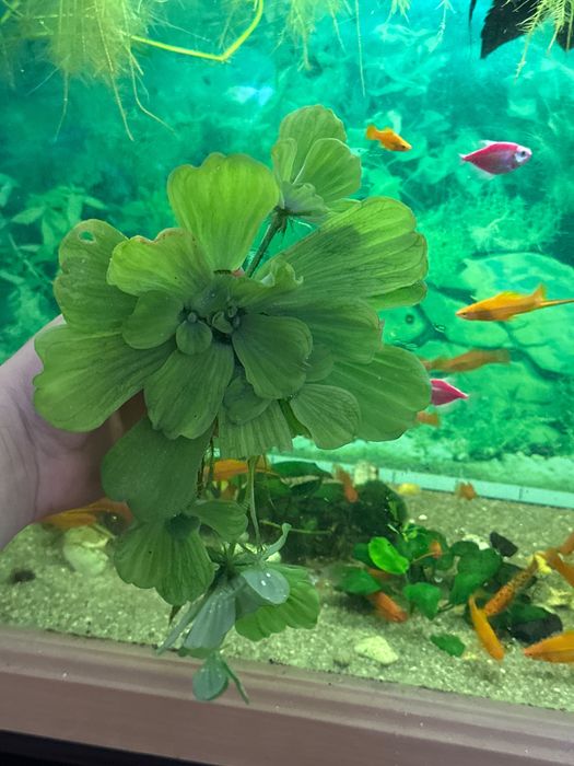 Акваріумні рослини ПІСТІЯ плаваючі на воді капуста водорості лімнобіум