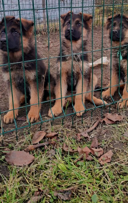 Чистокровна німецька вівчарка