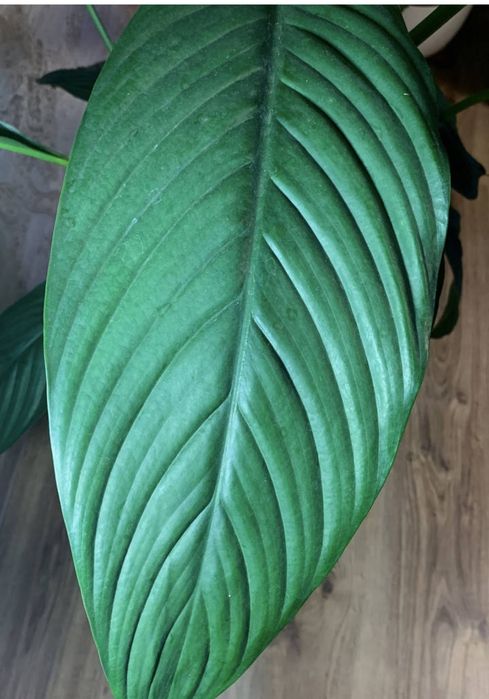 Спатіфіллум гігант Сенсація продам дітку