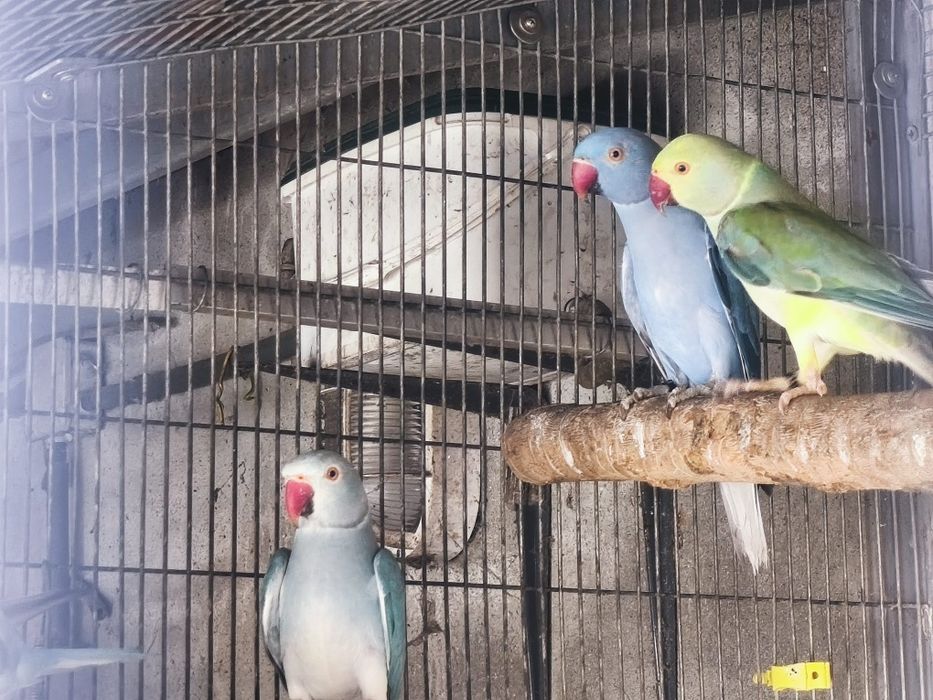 Ring Necks prontos a criar