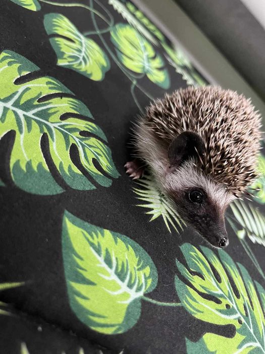 Jeż pigmejski Samczyk - słodki, ciekawski