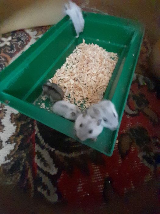 Продам хомяків джунгариків