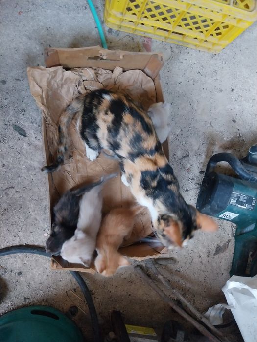 Ofereço gatinhos pequenos