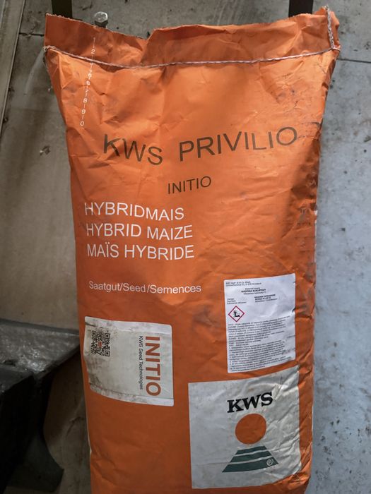 Kukurydza KWS Privilio 240 fao