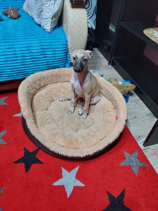 Chart Angielski Whippet suczka