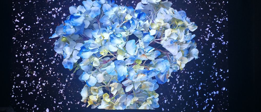 Televisão LG OLED 55B9PUA 55"