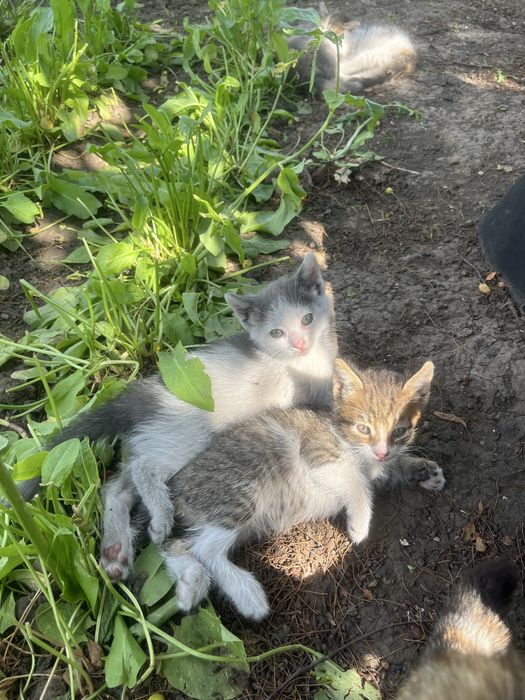 Кошенята котята 1,5 місяця (безкоштовно)