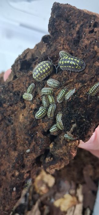 20 sztuk Armadillidium gestroi isopody, ekipa sprzątająca, prosionki