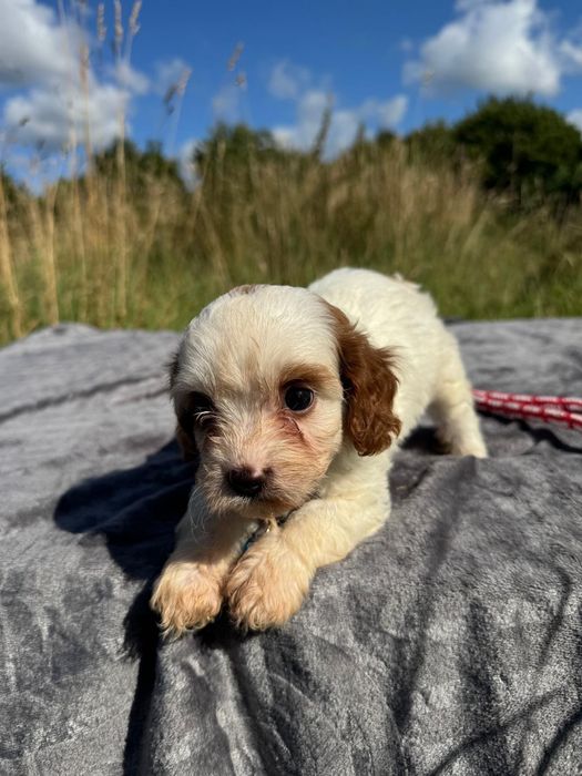 cavapoo szczeniak